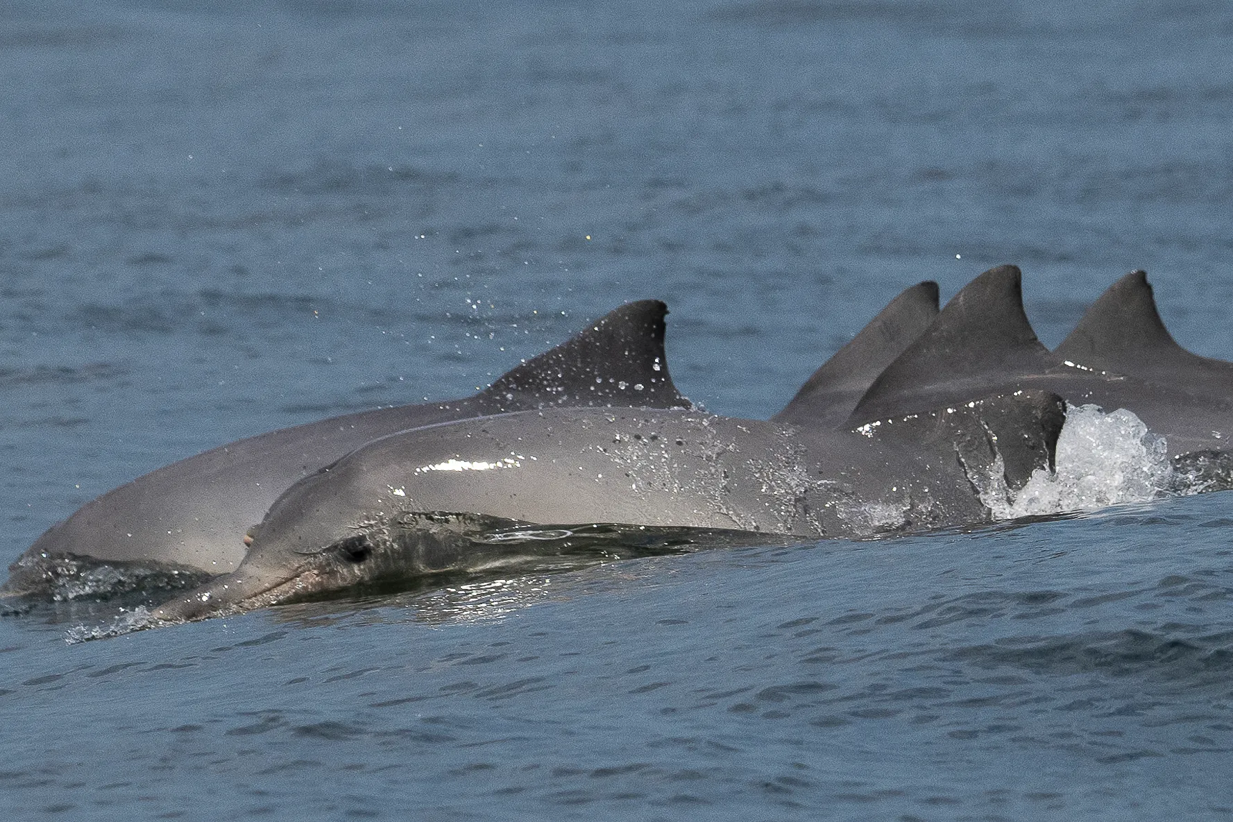 TOPSHOT - "Boto Cinza" dolphins (Sotalia Guianensis) swim during a study and data collection expedition by the Boto Cinza Institute in Sepetiba Bay in Mangaratiba, Rio de Janeiro state, Brazil, on February 13, 2025. (Photo by Pablo PORCIUNCULA / AFP) (Photo by PABLO PORCIUNCULA/AFP via Getty Images)