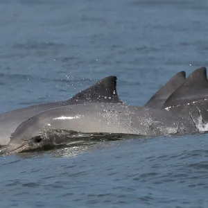 TOPSHOT - "Boto Cinza" dolphins (Sotalia Guianensis) swim during a study and data collection expedition by the Boto Cinza Institute in Sepetiba Bay in Mangaratiba, Rio de Janeiro state, Brazil, on February 13, 2025. (Photo by Pablo PORCIUNCULA / AFP) (Photo by PABLO PORCIUNCULA/AFP via Getty Images)