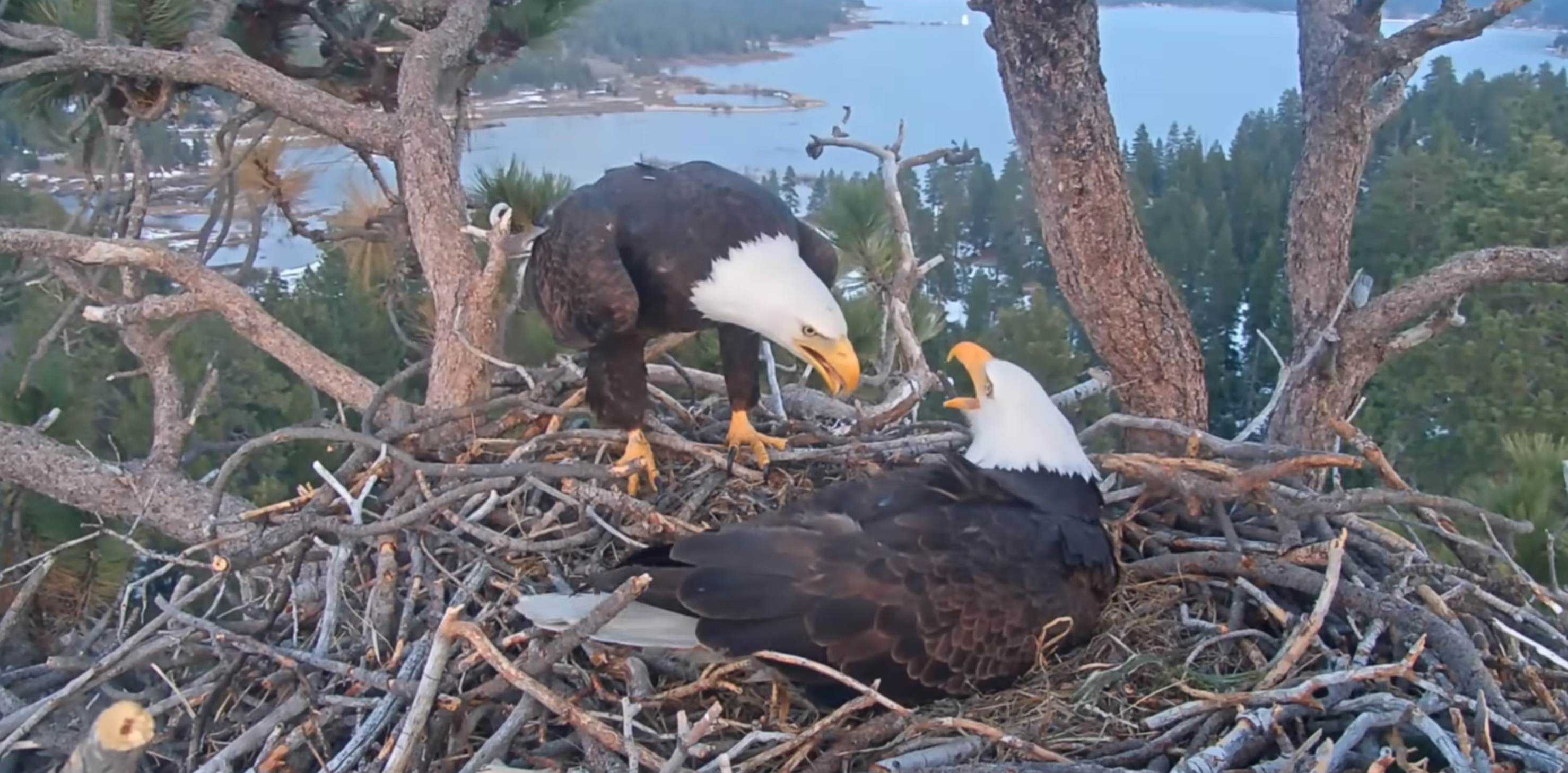 Jackie and Shadow, a pair of bald eagles in Big Bear, have captivated millions through a viral nest cam.