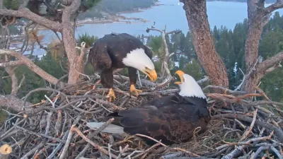 Jackie and Shadow, a pair of bald eagles in Big Bear, have captivated millions through a viral nest cam.