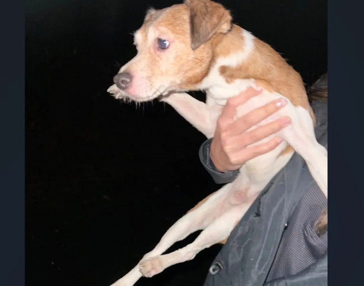 One of the rescued dogs