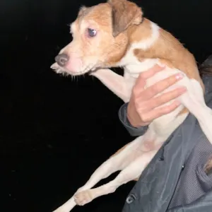 One of the rescued dogs