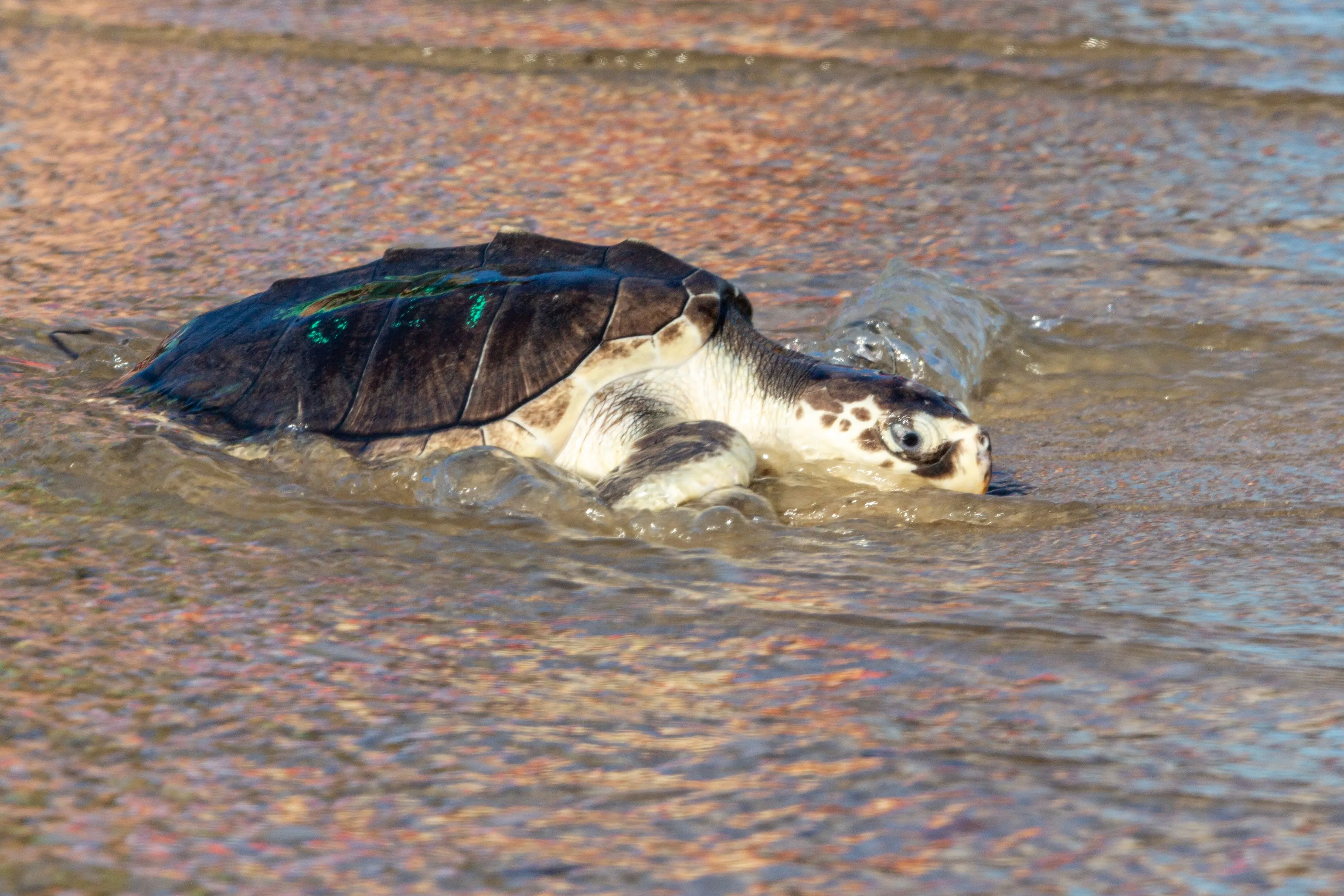 1241615603 Endangered Sea Turtle Washed Ashore Covered in Barnacles. Not She&rsquo;s Fighting for Her Life