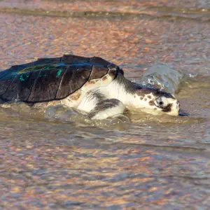 1241615603 Endangered Sea Turtle Washed Ashore Covered in Barnacles. Not She’s Fighting for Her Life
