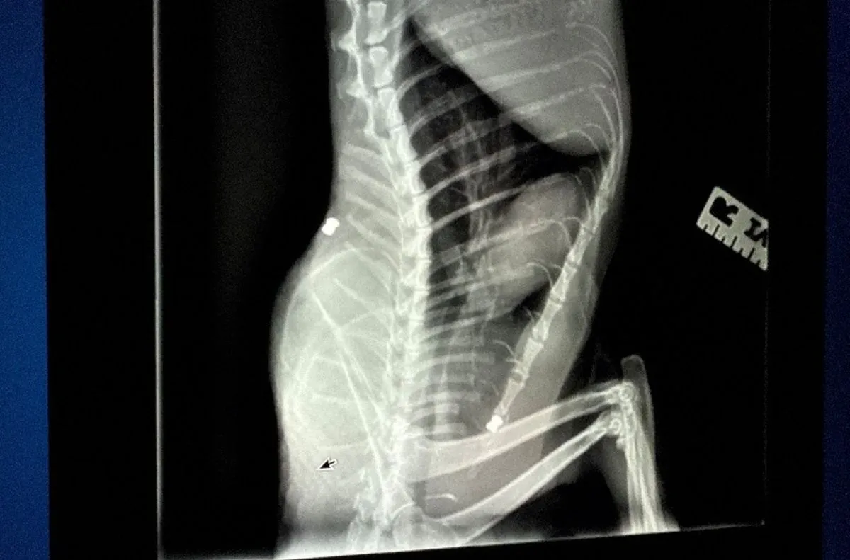 An X-ray showing the BB lodged in the cat's back