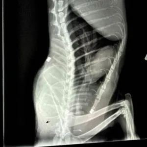An X-ray showing the BB lodged in the cat's back