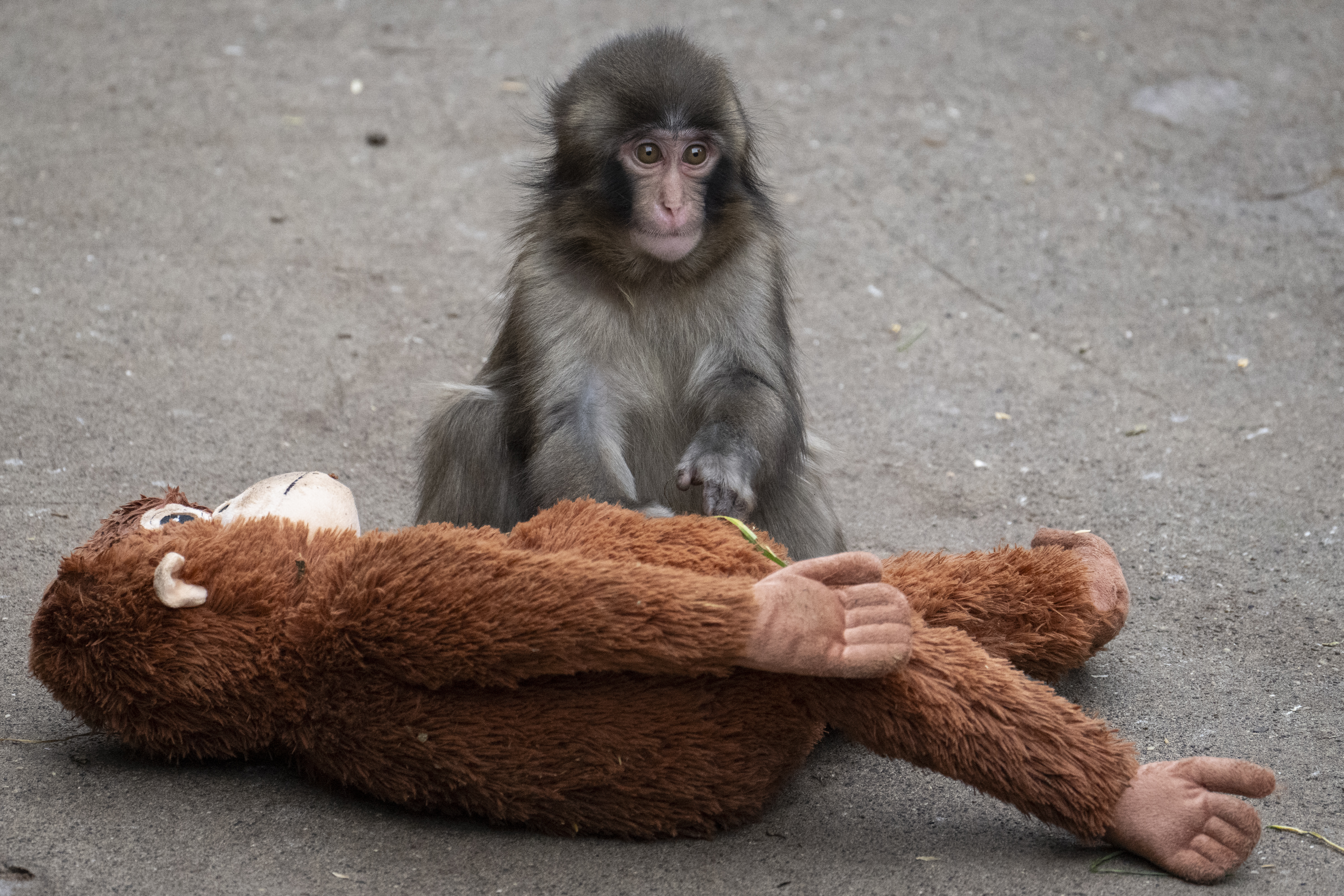 2266656914 Punch the Monkey Packs on PDA With New Girlfriend at Japan’s Ichikawa City Zoo