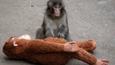 2266656914 Punch the Monkey Packs on PDA With New Girlfriend at Japan’s Ichikawa City Zoo