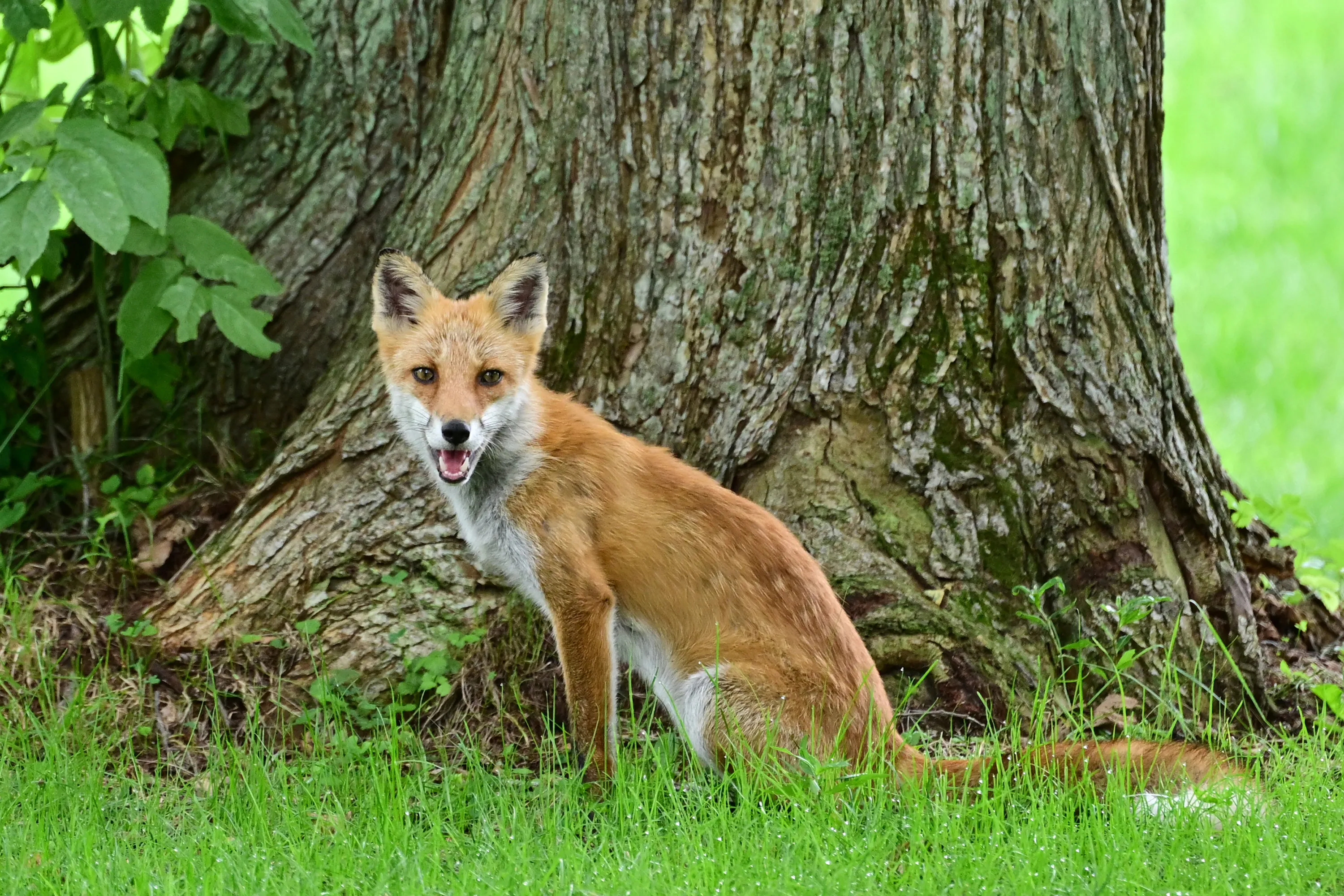 NANAE, JAPAN - AUGUST 29: An Ezo red fox is seen during the second round of NITORI LADIES at Hokkaido Country Club Onuma Course on August 29, 2025 in Nanae, Hokkaido, Japan. (Photo by Atsushi Tomura/Getty Images)