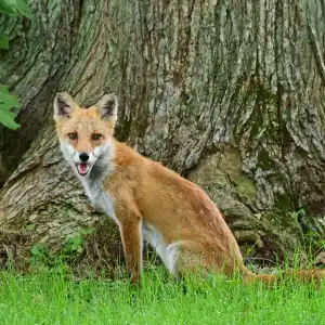 NANAE, JAPAN - AUGUST 29: An Ezo red fox is seen during the second round of NITORI LADIES at Hokkaido Country Club Onuma Course on August 29, 2025 in Nanae, Hokkaido, Japan. (Photo by Atsushi Tomura/Getty Images)