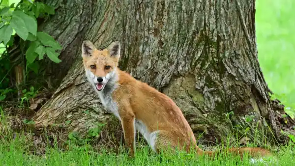 NANAE, JAPAN - AUGUST 29: An Ezo red fox is seen during the second round of NITORI LADIES at Hokkaido Country Club Onuma Course on August 29, 2025 in Nanae, Hokkaido, Japan. (Photo by Atsushi Tomura/Getty Images)
