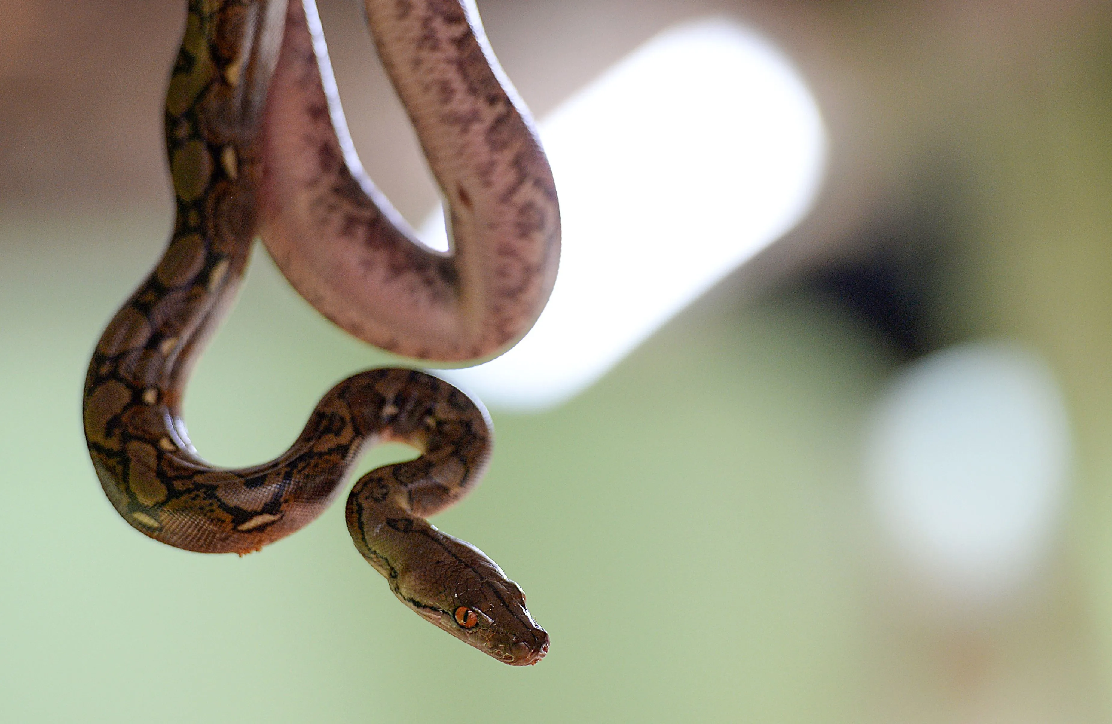 A worker displays a newly hatched reticulated python at Guindy Snake park in Chennai on July 14, 2018. (Photo by ARUN SANKAR / AFP) (Photo credit should read ARUN SANKAR/AFP via Getty Images)