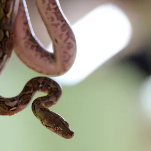 A worker displays a newly hatched reticulated python at Guindy Snake park in Chennai on July 14, 2018. (Photo by ARUN SANKAR / AFP) (Photo credit should read ARUN SANKAR/AFP via Getty Images)