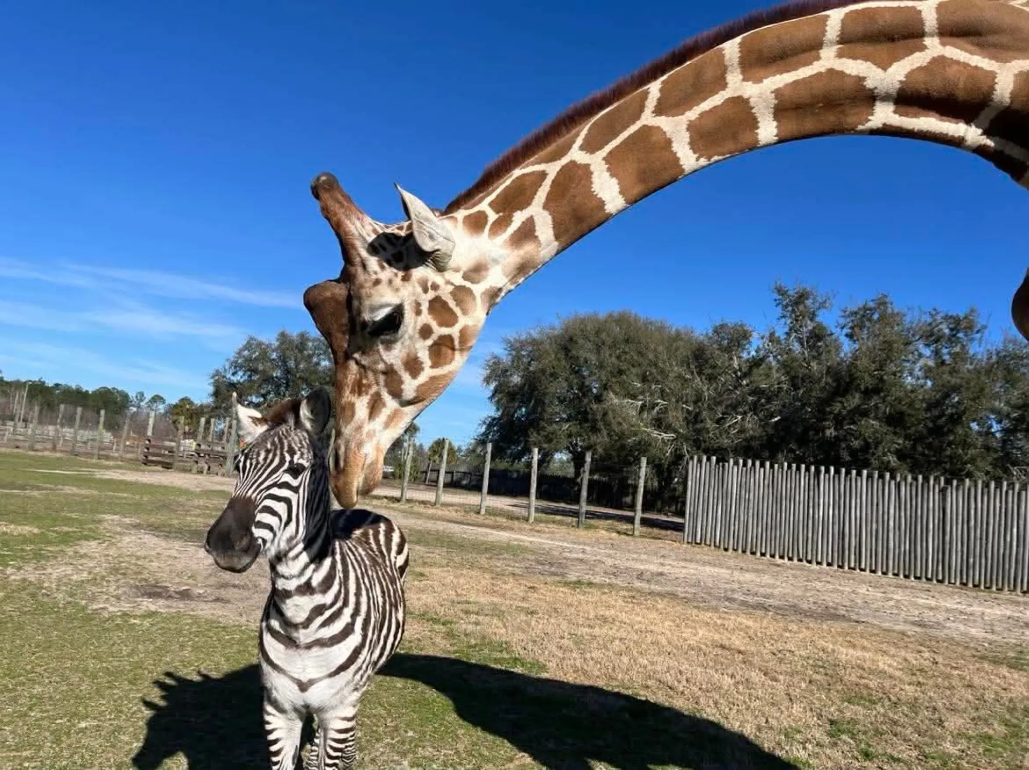 Bullied-Baby-Zebra-Finds-an-Unlikely-Best-Friend-in-a-2500-Pound-Gentle-Giraffe