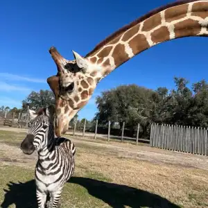 Bullied-Baby-Zebra-Finds-an-Unlikely-Best-Friend-in-a-2500-Pound-Gentle-Giraffe