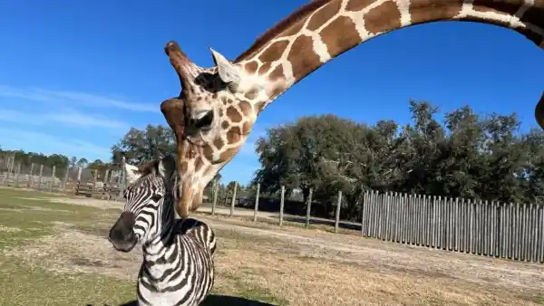 Bullied-Baby-Zebra-Finds-an-Unlikely-Best-Friend-in-a-2500-Pound-Gentle-Giraffe