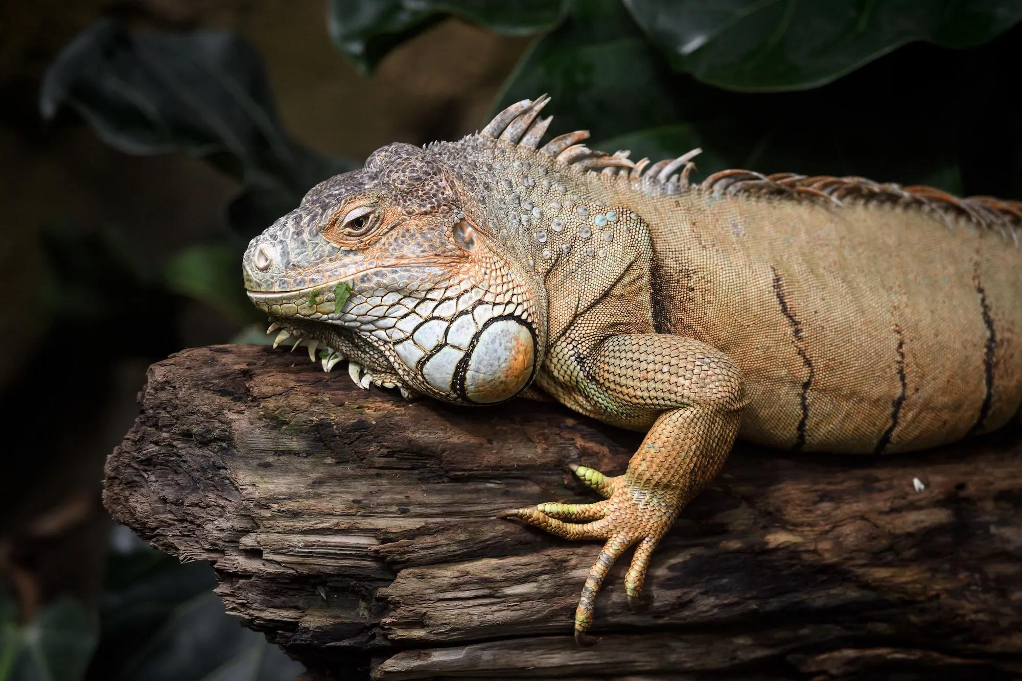 GettyImages-1058602772 289-Million-Year-Old Mummified Reptile Found: Everything to Know