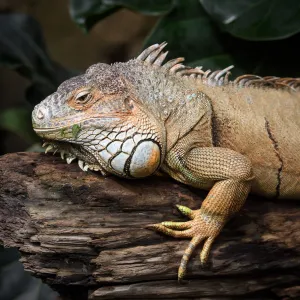 GettyImages-1058602772 289-Million-Year-Old Mummified Reptile Found: Everything to Know