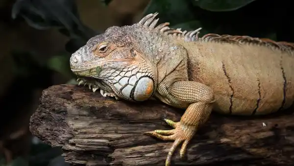 GettyImages-1058602772 289-Million-Year-Old Mummified Reptile Found: Everything to Know