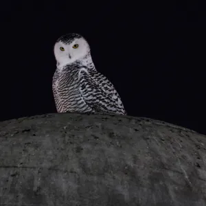 Cheetahs, Snowy Owls Among 40 Species Newly Protected by the UN