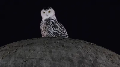 Cheetahs, Snowy Owls Among 40 Species Newly Protected by the UN