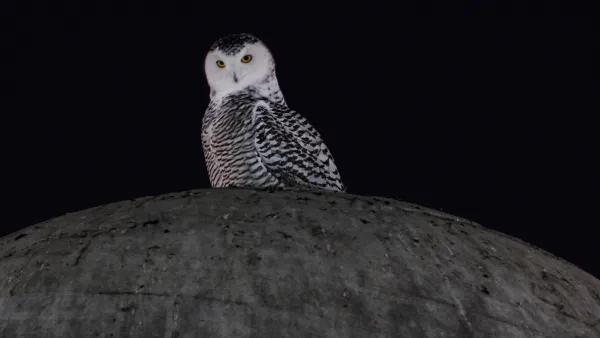 Cheetahs, Snowy Owls Among 40 Species Newly Protected by the UN