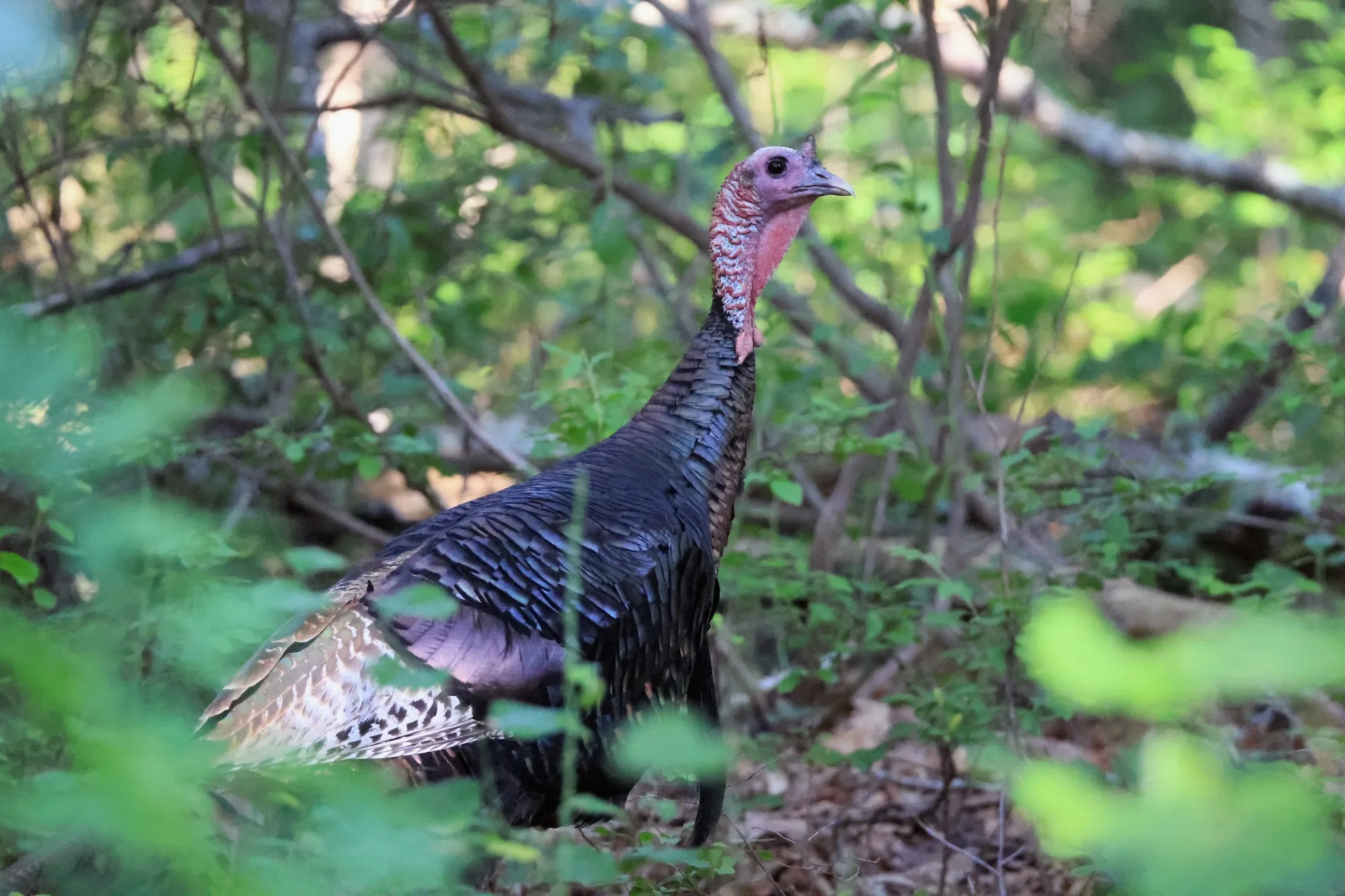 GettyImages-1569876455 Wild Turkey Becomes Celebrity Roaming Manhattan Streets