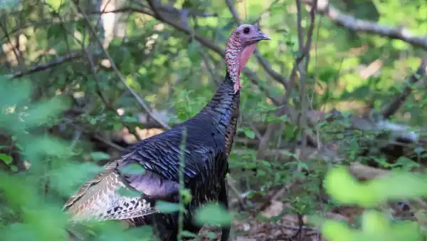 GettyImages-1569876455 Wild Turkey Becomes Celebrity Roaming Manhattan Streets