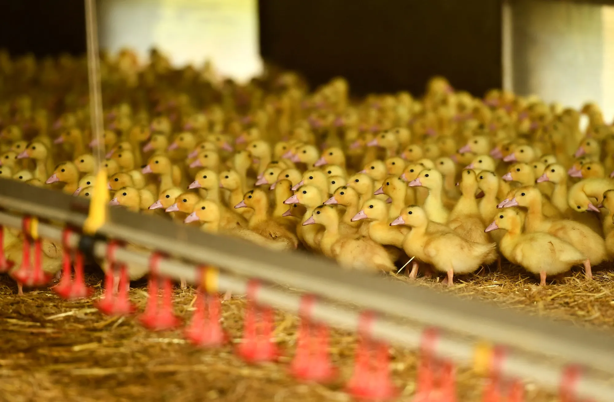 GettyImages-2159620269 Ducks Removed From Animal Sanctuary After Improper Care