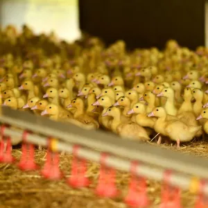 GettyImages-2159620269 Ducks Removed From Animal Sanctuary After Improper Care