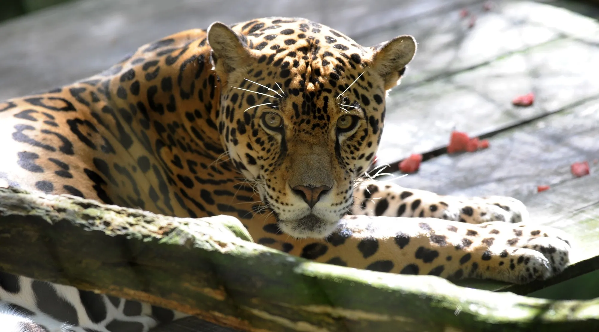 GettyImages-455991598 Cloud Jaguar Seen in Honduras for 1st Time in Over a Decade