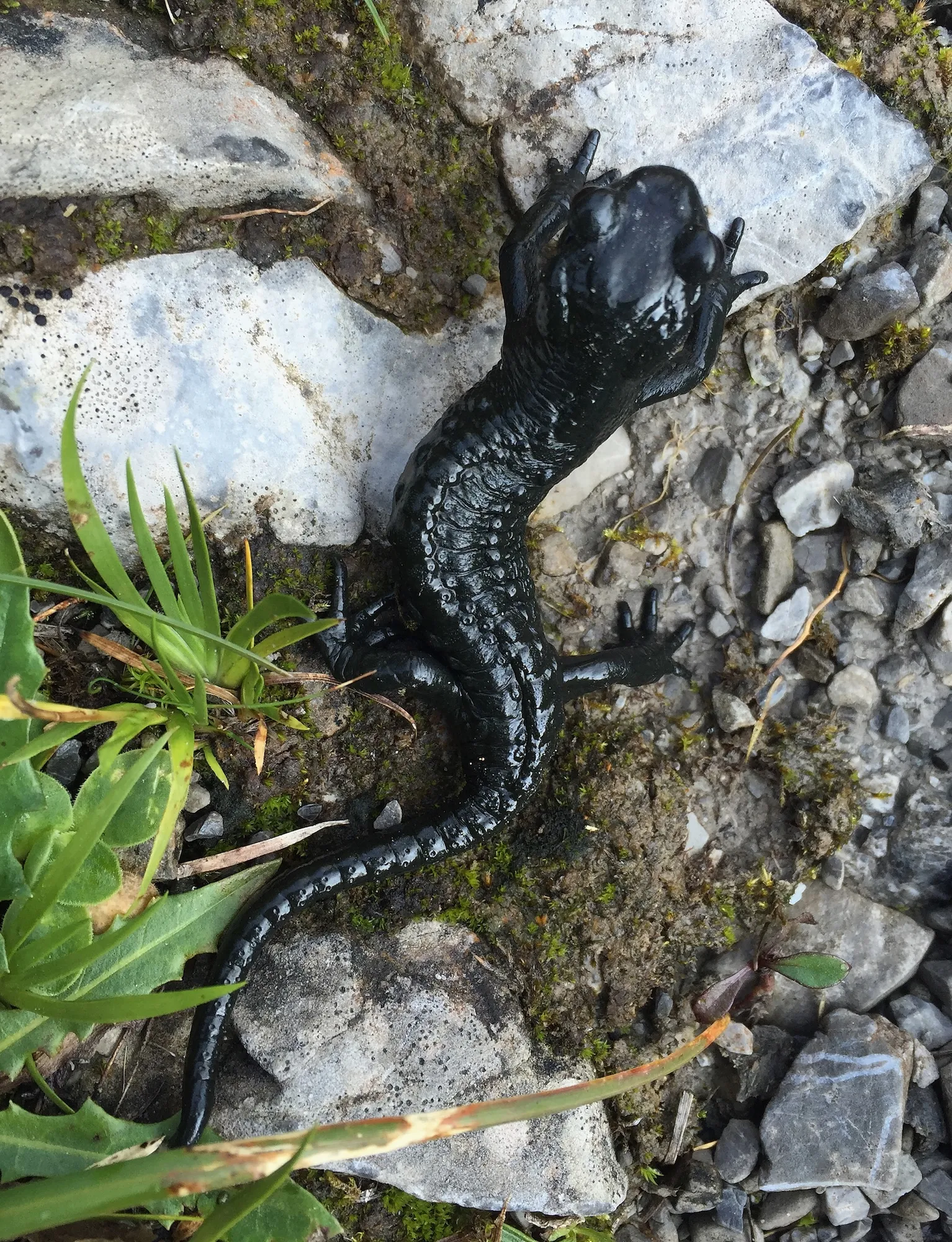 GettyImages-483951578 Ranger Discovers Giant Salamander Deemed 'Living Fossil'
