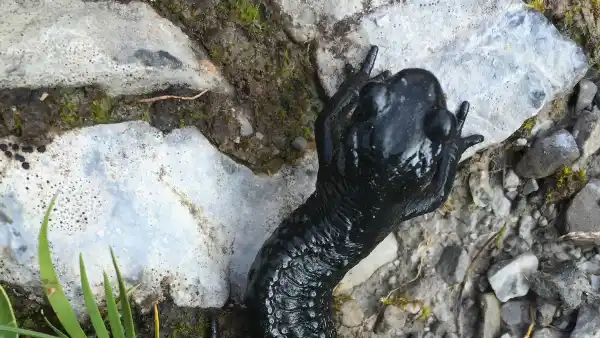 GettyImages-483951578 Ranger Discovers Giant Salamander Deemed 'Living Fossil'