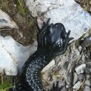 GettyImages-483951578 Ranger Discovers Giant Salamander Deemed 'Living Fossil'