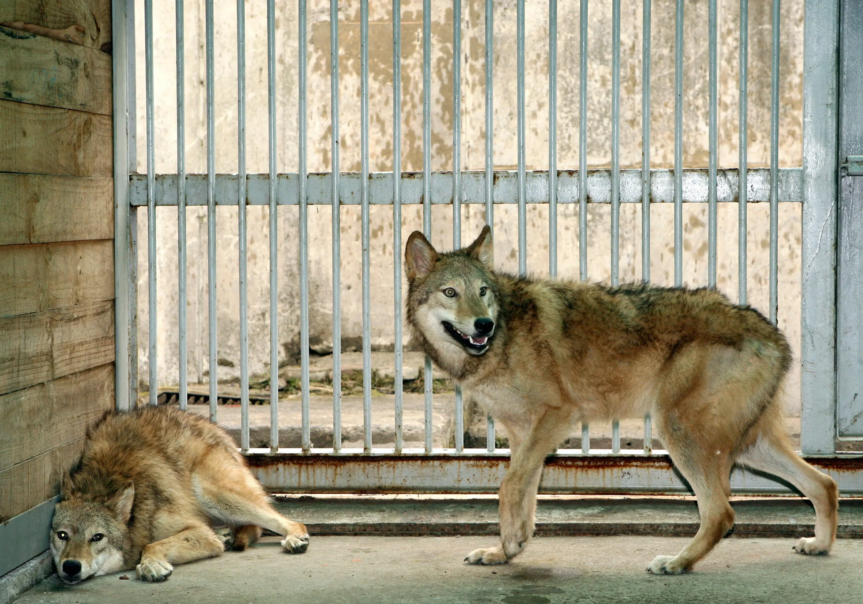 Parents Charged After 1-Year-Old Child Reaches Into Wolf Enclosure at Pennsylvania Zoo