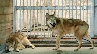 Parents Charged After 1-Year-Old Child Reaches Into Wolf Enclosure at Pennsylvania Zoo