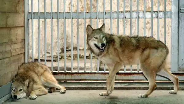Parents Charged After 1-Year-Old Child Reaches Into Wolf Enclosure at Pennsylvania Zoo