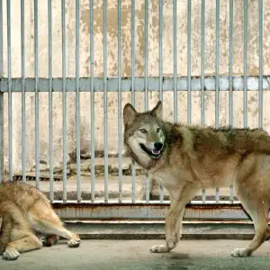 Parents Charged After 1-Year-Old Child Reaches Into Wolf Enclosure at Pennsylvania Zoo