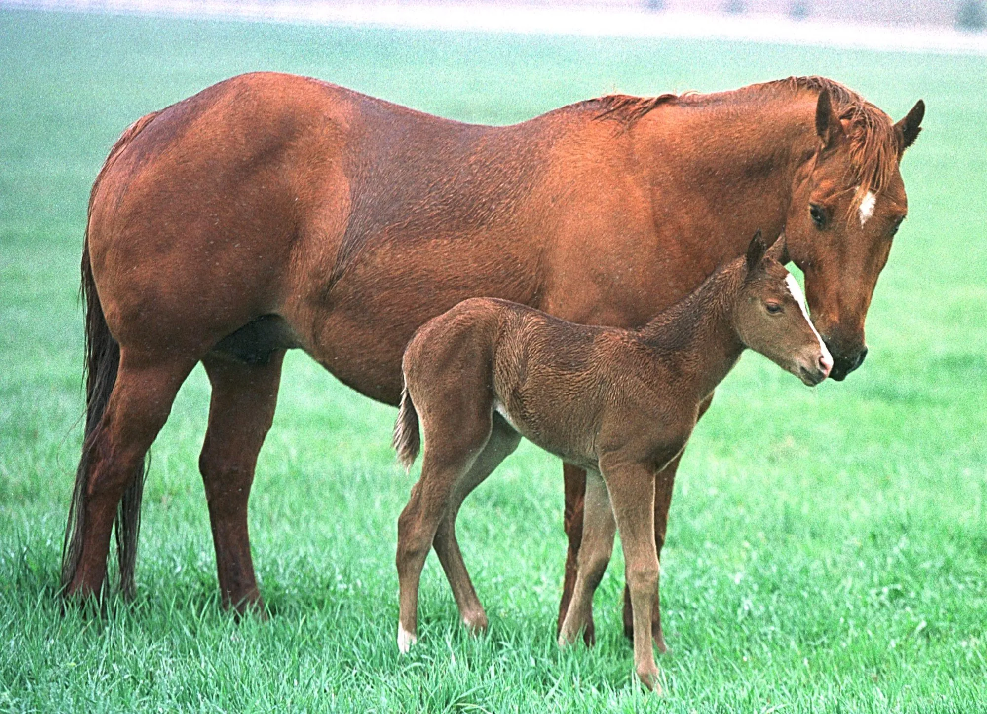 GettyImages-807753-Grieving-Horse-Camy-Steps-In-as-Nurse-Mom-to-Orphaned-Colt-Arlo-in-Tear-Jerking-Story