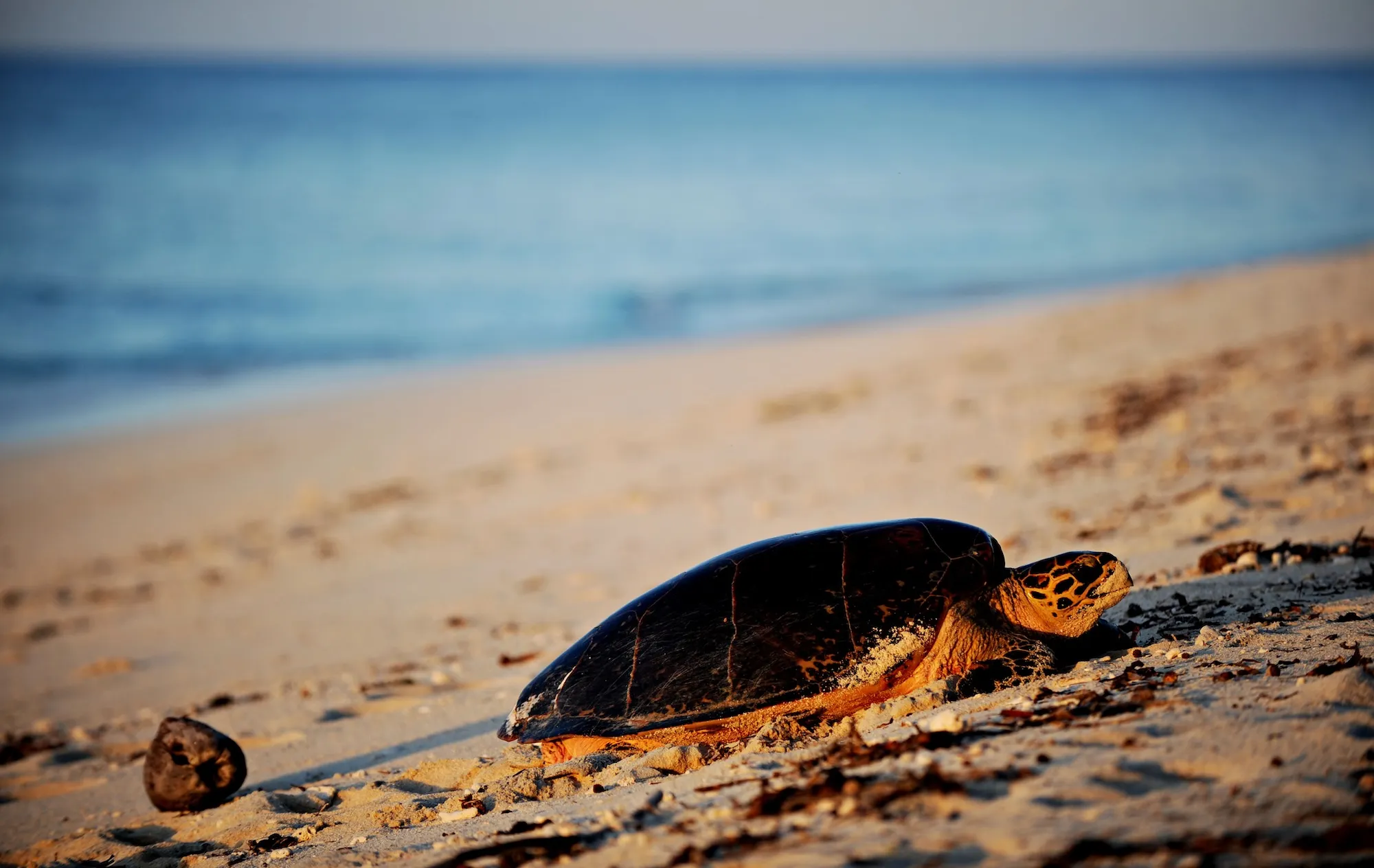 GettyImages-94503967 Critically Endangered Turtle Released Back Into Ocean