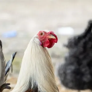 Rooster Named Creamsicle Loves to Dance After Being Rescued