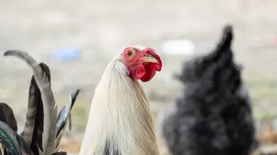 Rooster Named Creamsicle Loves to Dance After Being Rescued