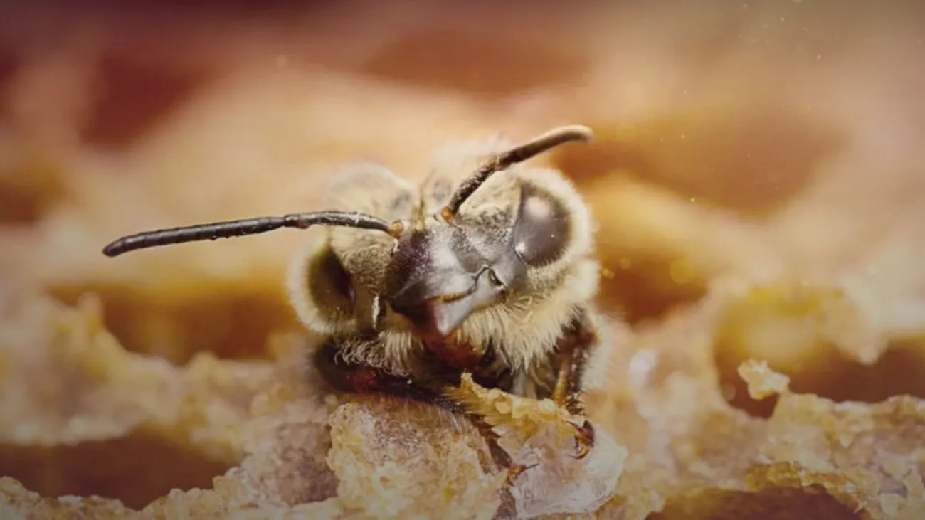 A bee emerges from the hive in Secrets of the Bees