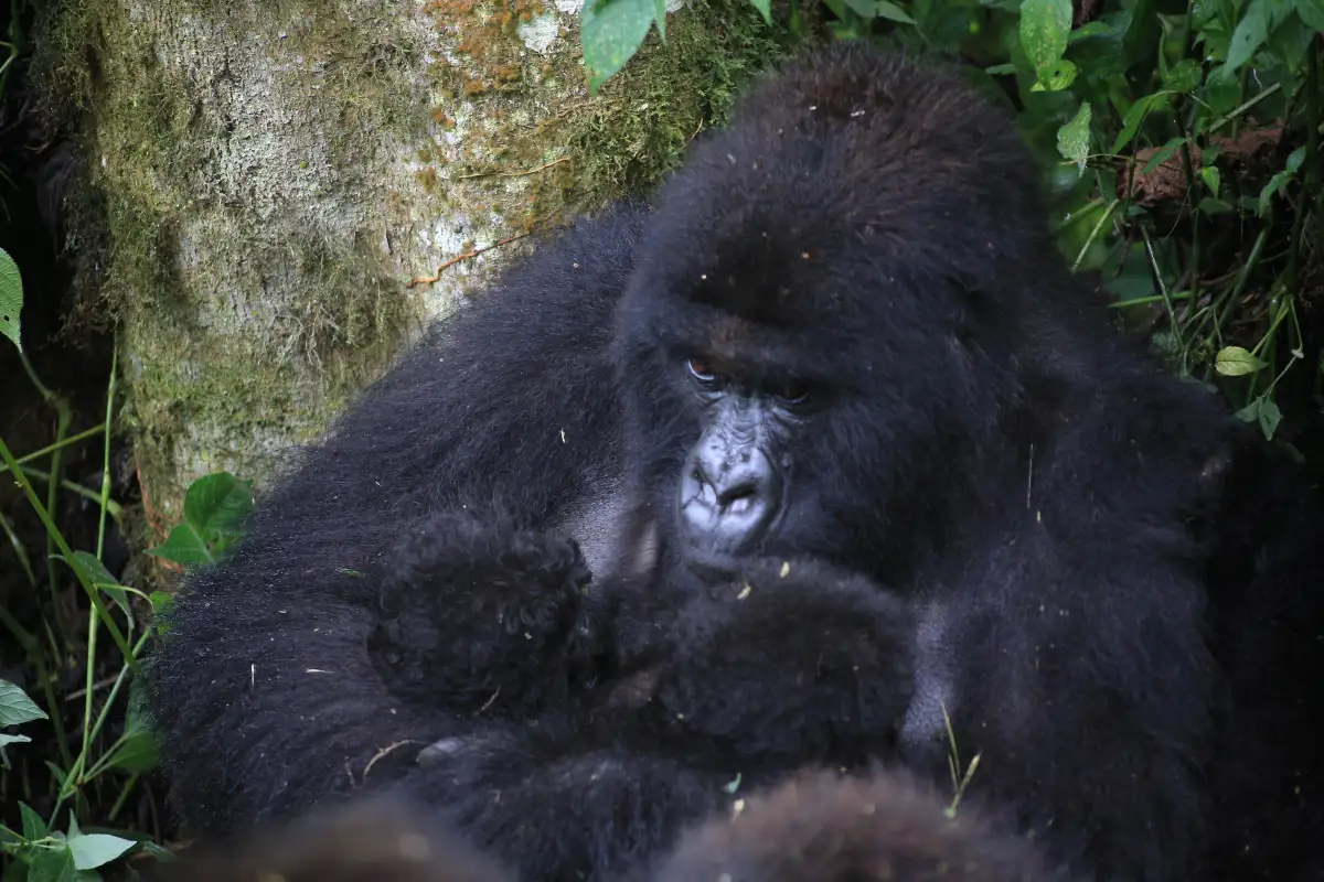 Virunga-National-Park-Witnesses-an-Extraordinary-Double-Mountain-Gorilla-Twin-Birth