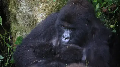Virunga-National-Park-Witnesses-an-Extraordinary-Double-Mountain-Gorilla-Twin-Birth