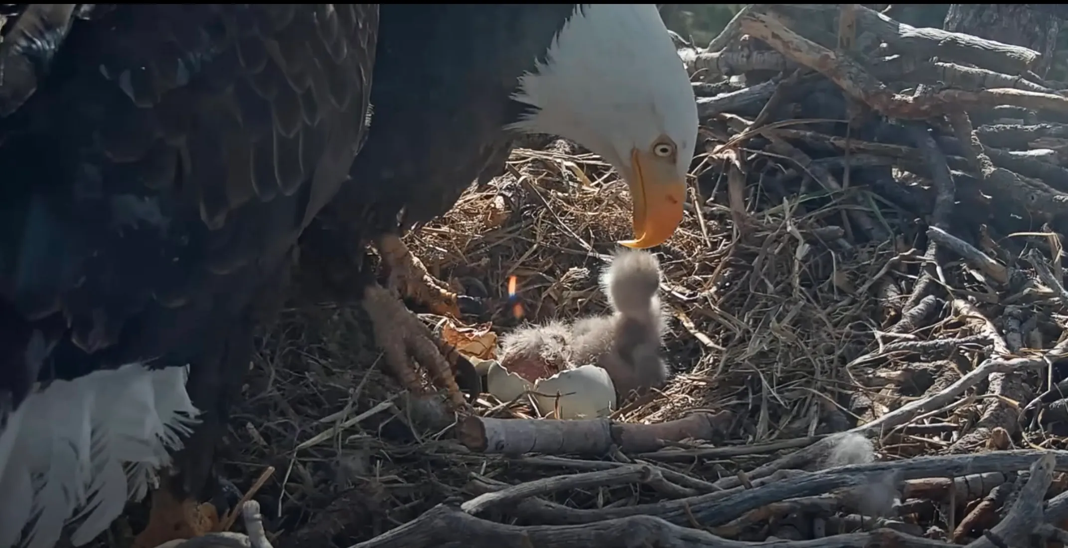 Big Bear’s Beloved Bald Eagle Couple Jackie and Shadow Welcome Two Eaglets