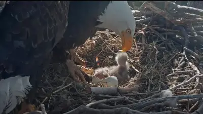 Big Bear’s Beloved Bald Eagle Couple Jackie and Shadow Welcome Two Eaglets