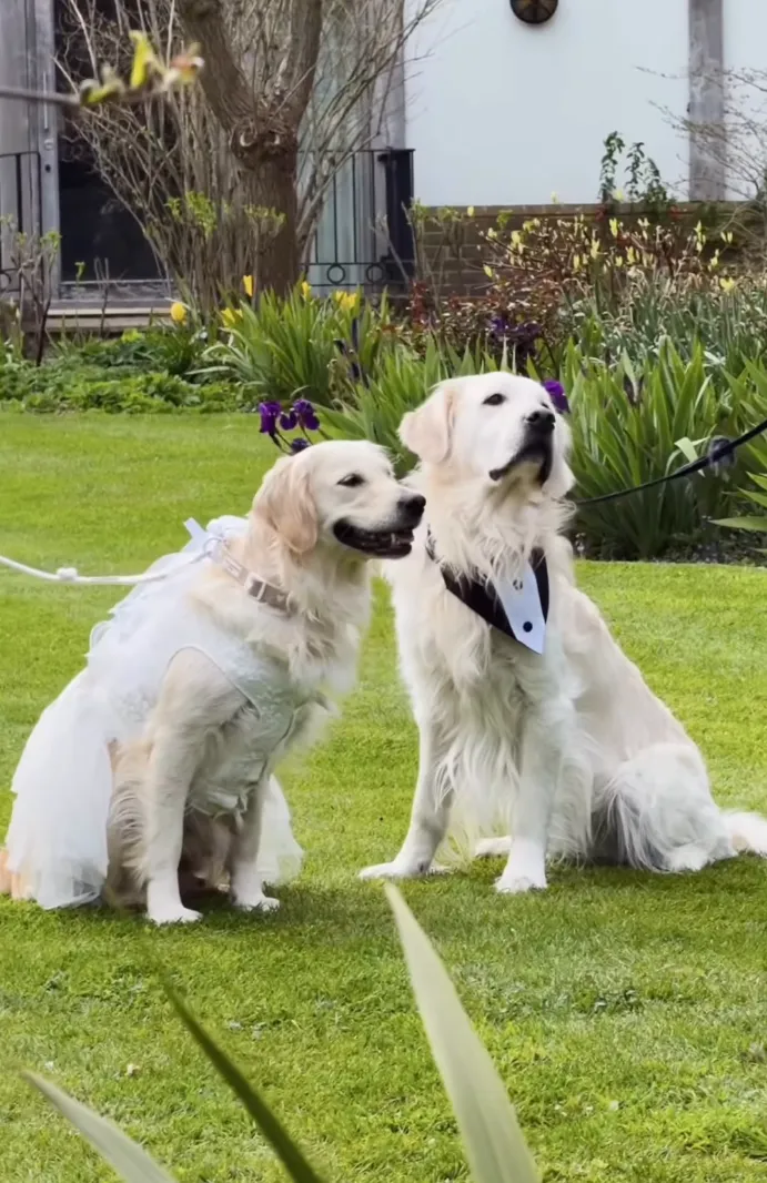 Two Golden Retrievers Get Married in Adorable Charity Wedding With 60 Guests
