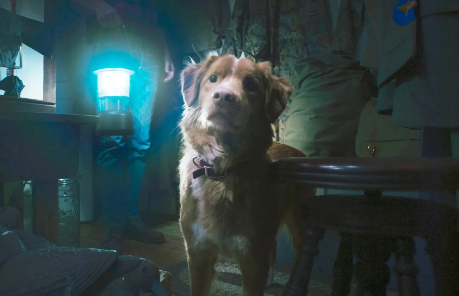 Indy the dog in Good Boy