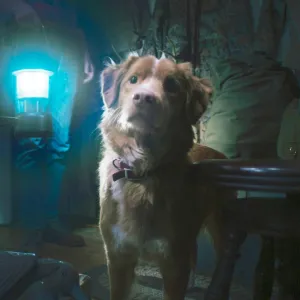 Indy the dog in Good Boy